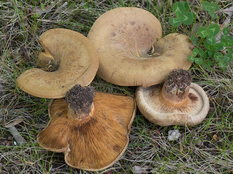 Paxillus obscurisporus